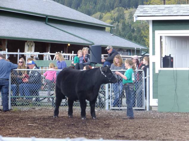 Youth showing cows at the Cowichan fairgrounds