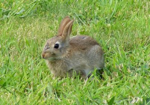 Wild rabbit season